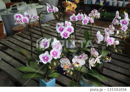 Phalaenopsis schilleriana orchid flower plant on nursery Phalaenopsis schilleriana orchid flower plant on nursery 135391056