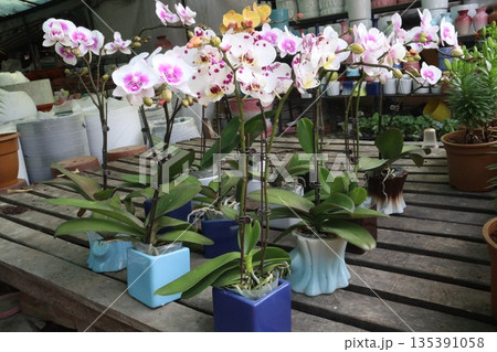 Phalaenopsis schilleriana orchid flower plant on nursery Phalaenopsis schilleriana orchid flower plant on nursery 135391058