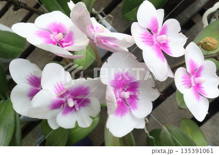 Phalaenopsis schilleriana orchid flower plant on nursery Phalaenopsis schilleriana orchid flower plant on nursery 135391061