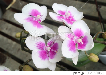 Phalaenopsis schilleriana orchid flower plant on nursery Phalaenopsis schilleriana orchid flower plant on nursery 135391062