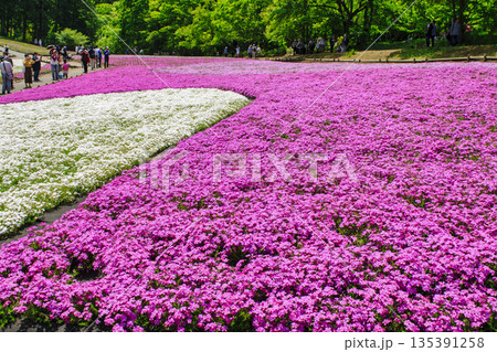 秩父市 武甲山の麓 羊山公園 春の芝桜の丘 秩父市 武甲山の麓 羊山公園 春の芝桜の丘 135391258