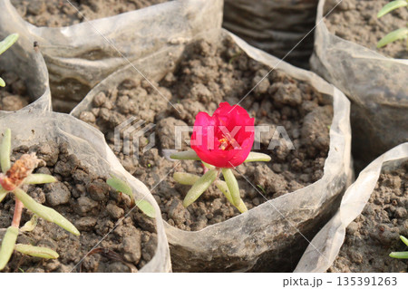 Portulaca grandiflora flower plant on bag 135391263