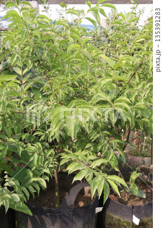 Heptacodium miconioides flower plant on farm 135391283