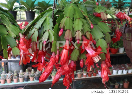 Schlumbergera truncata flower plant on hanging pot 135391291