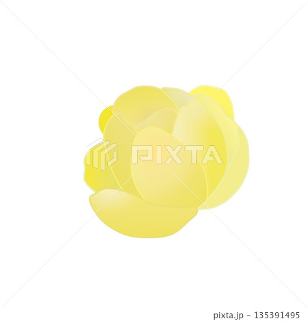 蠟梅の花イラスト 蠟梅の花イラスト 135391495