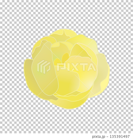 冬青花插圖 135391497