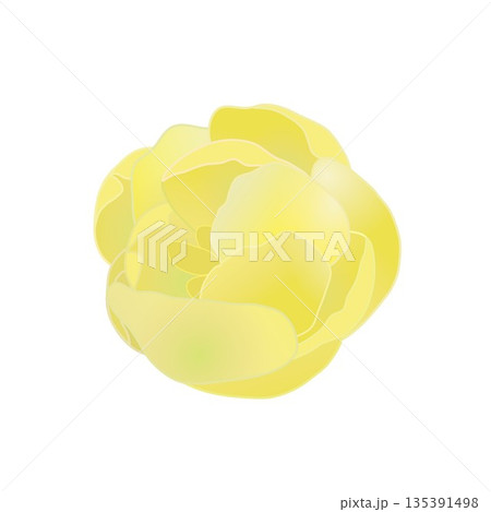 蠟梅の花イラスト 135391498