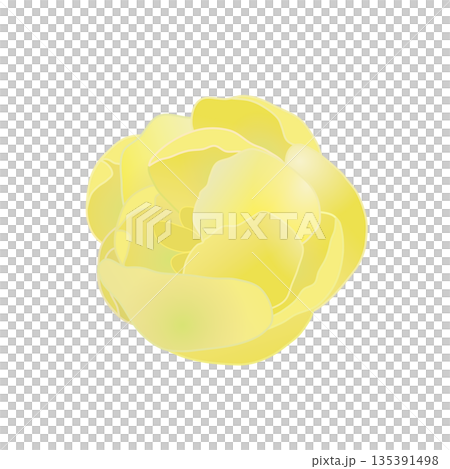 蠟梅の花イラスト 135391498