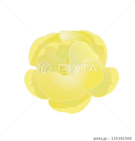 蠟梅の花イラスト 蠟梅の花イラスト 135391500