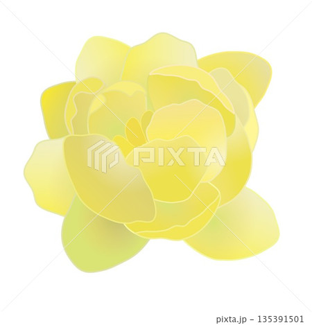 蠟梅の花イラスト 蠟梅の花イラスト 135391501