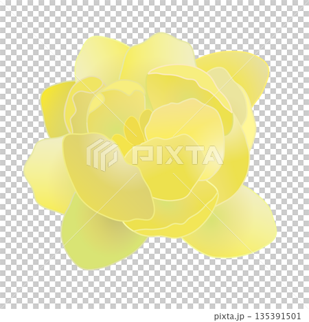 蠟梅の花イラスト 蠟梅の花イラスト 135391501