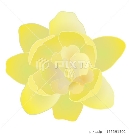 蠟梅の花イラスト 蠟梅の花イラスト 135391502