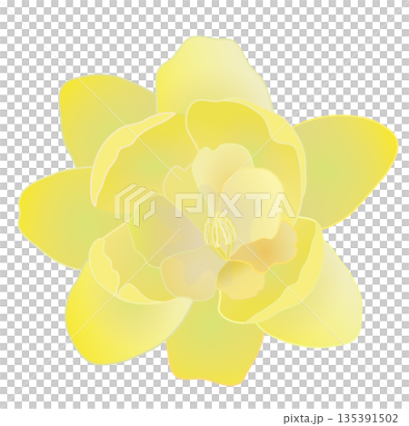 冬青花插圖 冬青花插圖 135391502