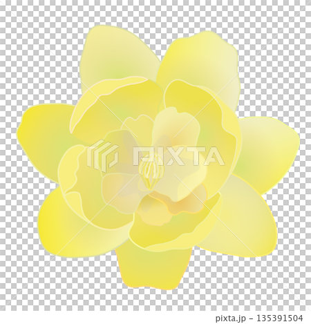 冬青花插圖 135391504