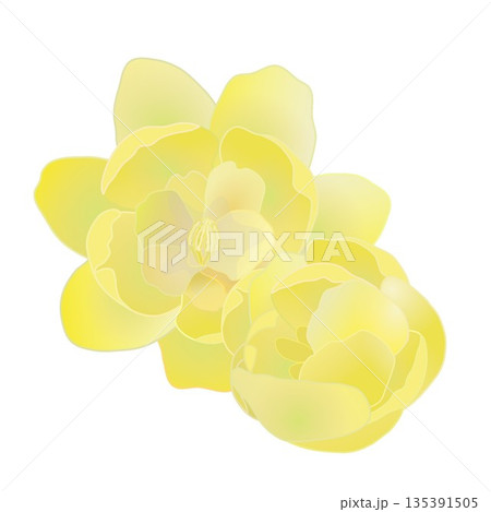 蠟梅の花イラスト 蠟梅の花イラスト 135391505