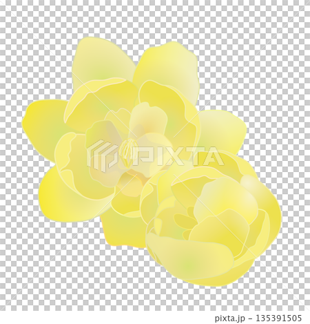 蠟梅の花イラスト 蠟梅の花イラスト 135391505