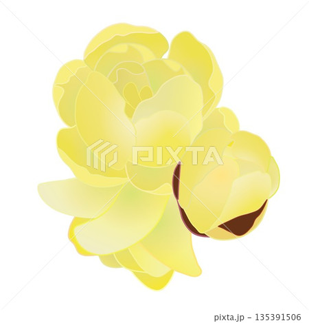 蠟梅の花イラスト 135391506