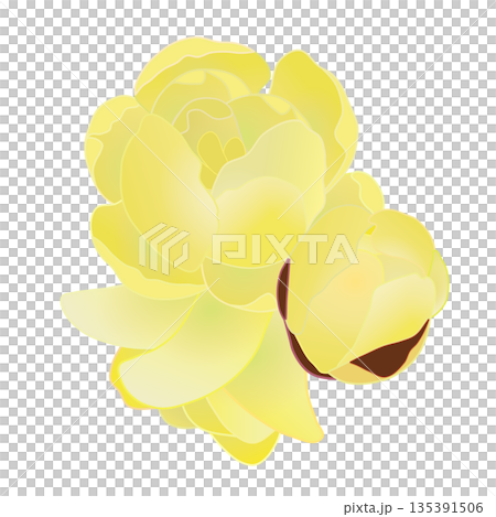 蠟梅の花イラスト 135391506