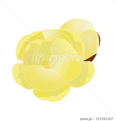 蠟梅の花イラスト 蠟梅の花イラスト 135391507