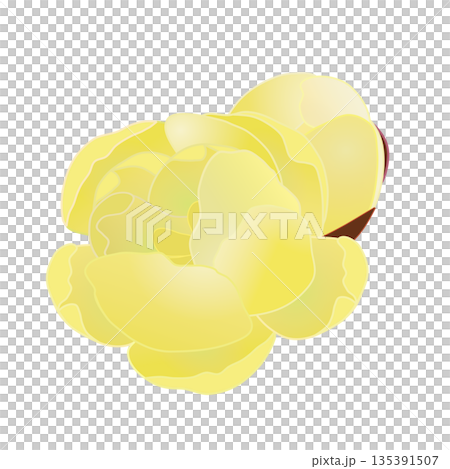 蠟梅の花イラスト 蠟梅の花イラスト 135391507