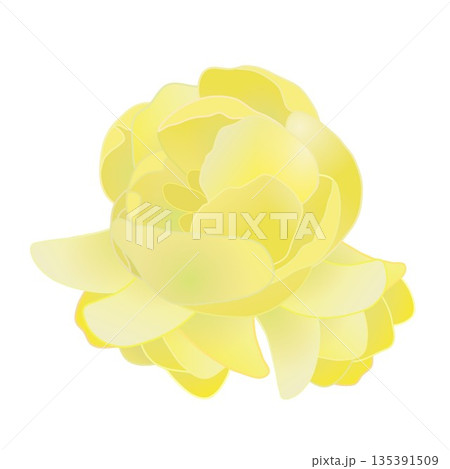 蠟梅の花イラスト 135391509