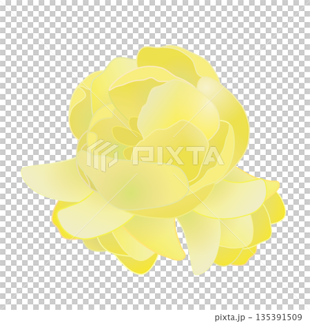 冬青花插圖 冬青花插圖 135391509