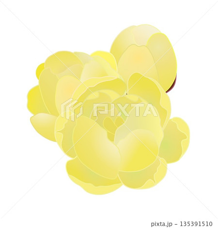 蠟梅の花イラスト 蠟梅の花イラスト 135391510