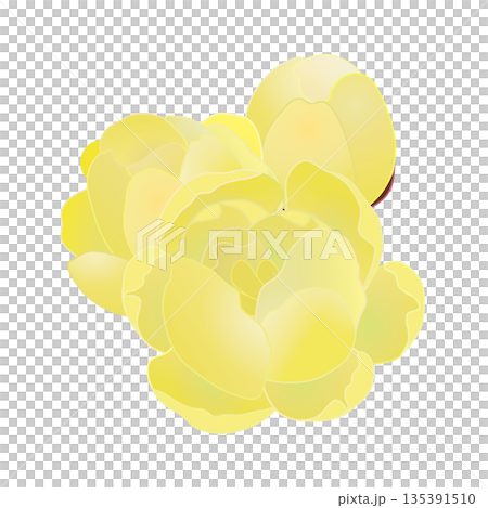 蠟梅の花イラスト 蠟梅の花イラスト 135391510