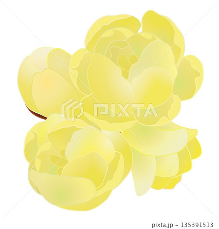 蠟梅の花イラスト 蠟梅の花イラスト 135391513
