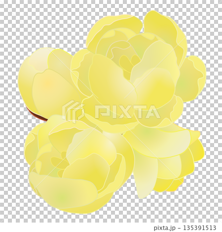 蠟梅の花イラスト 蠟梅の花イラスト 135391513