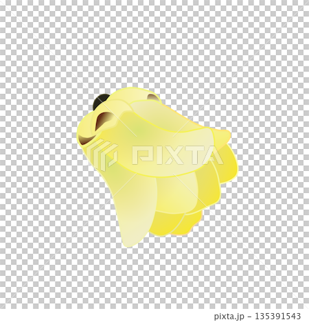 蠟梅の花イラスト 蠟梅の花イラスト 135391543