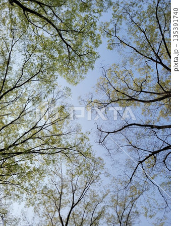 Low Angle View of Spring Tree Branches with Fresh Green Budding Leaves Against a Clear Blue Sky Low Angle View of Spring Tree Branches with Fresh Green Budding Leaves Against a Clear Blue Sky 135391740