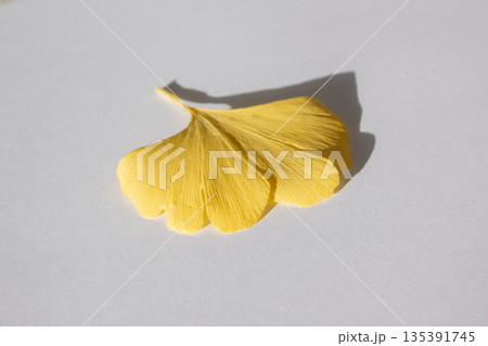 These are ginkgo leaves that have turned yellow. These are ginkgo leaves that have turned yellow. 135391745