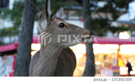 宮島に生息する鹿 135392109
