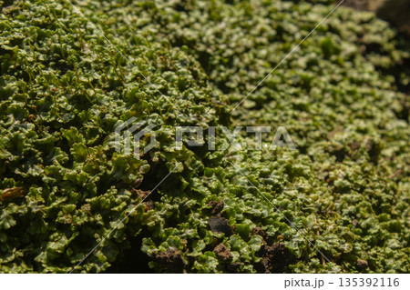 Marchantia lying on the ground 135392116