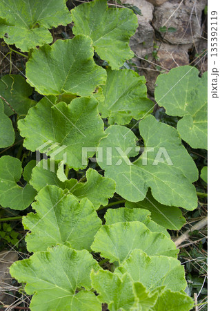 It's a green pumpkin leaf. It's a green pumpkin leaf. 135392119