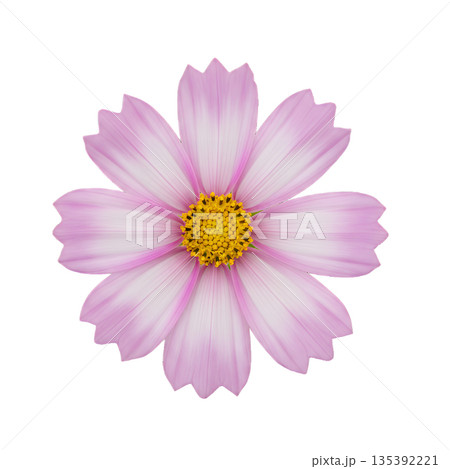 優しいピンクのコスモス一輪 135392221