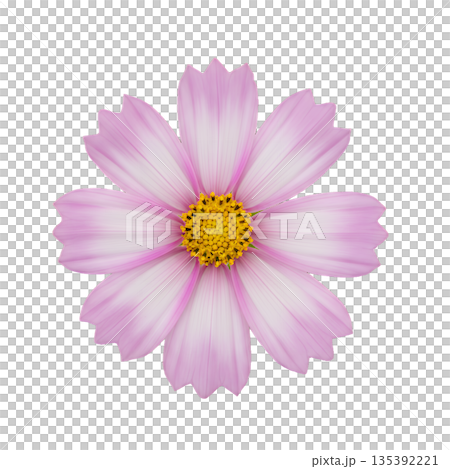 優しいピンクのコスモス一輪 135392221