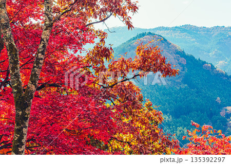 燃える紅葉 135392297