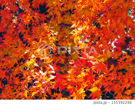 一面に広がる紅葉 135392298