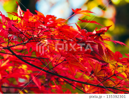 真っ赤な紅葉 真っ赤な紅葉 135392301