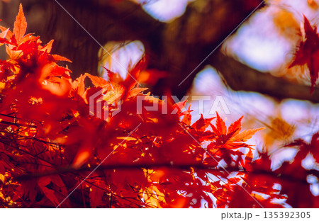 真っ赤な紅葉 真っ赤な紅葉 135392305