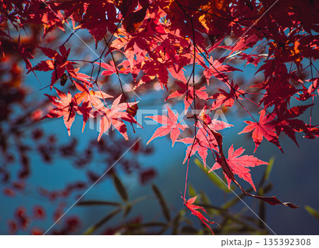 真っ赤な紅葉 135392308