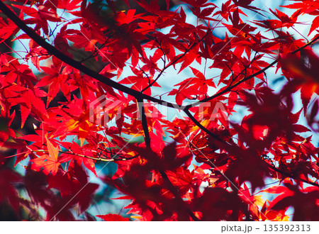 真っ赤な紅葉 真っ赤な紅葉 135392313