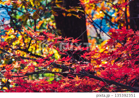 紅葉したもみじ 135392351