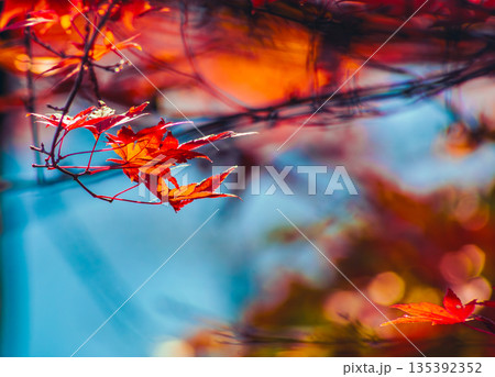 光に照らされる紅葉 135392352