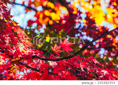 真っ赤な紅葉 135392353