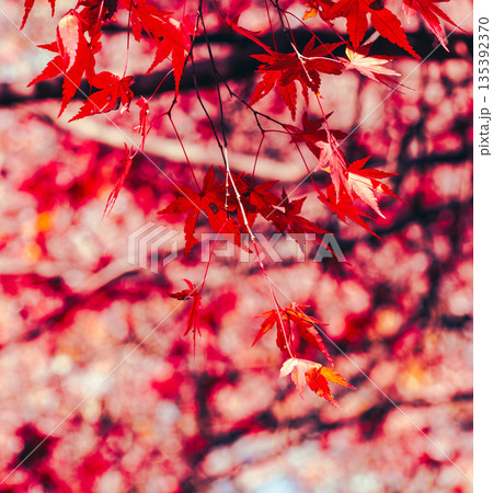 鮮やかな紅葉 鮮やかな紅葉 135392370