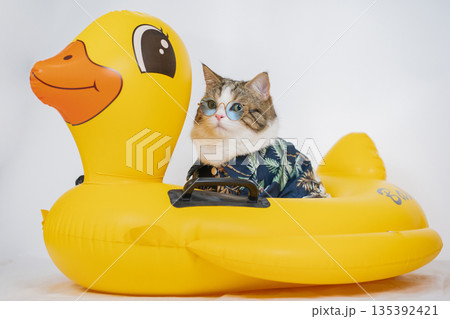 songkran and summer season concept with scottish cat wearing summer cloth and sunglasses and play on duck rubber ring songkran and summer season concept with scottish cat wearing summer cloth and sunglasses and play on duck rubber ring 135392421