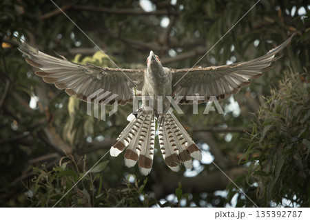 Channel-billed Cuckoo Channel-billed Cuckoo 135392787